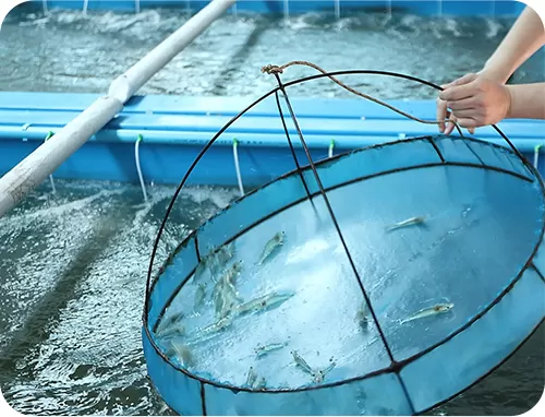 Диоксид хлора (Clo2) для аквакультуры