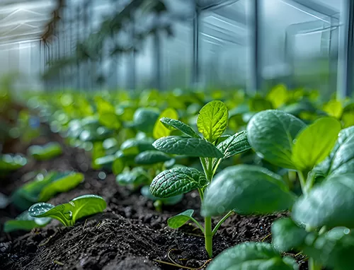 Диоксид хлора (Clo2) для сельскохозяйственной стерилизации